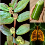Euphorbia Hirta (Asthma-plant): Traditional Uses and Applications