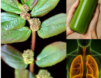 Euphorbia Hirta (Asthma-plant): Traditional Uses and Applications