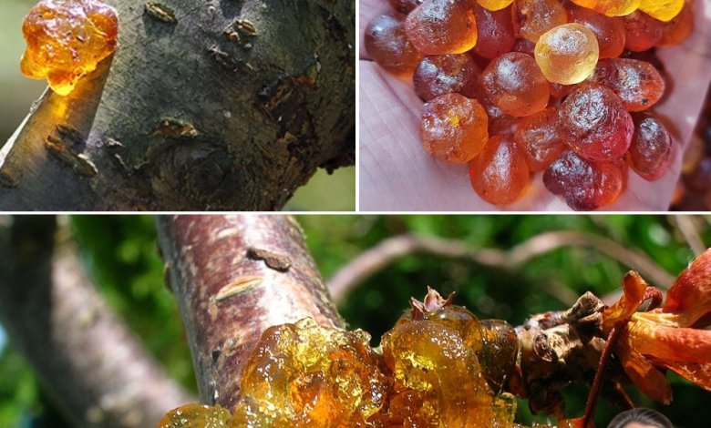 Unlock the Ancient Secret of Peach Tree Resin: 15 Life-Changing Benefits You’ll Wish You Knew Sooner