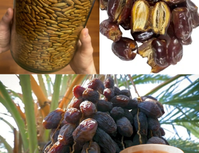 Don’t Throw Away Date Seeds – Here’s Why They’re So Powerful